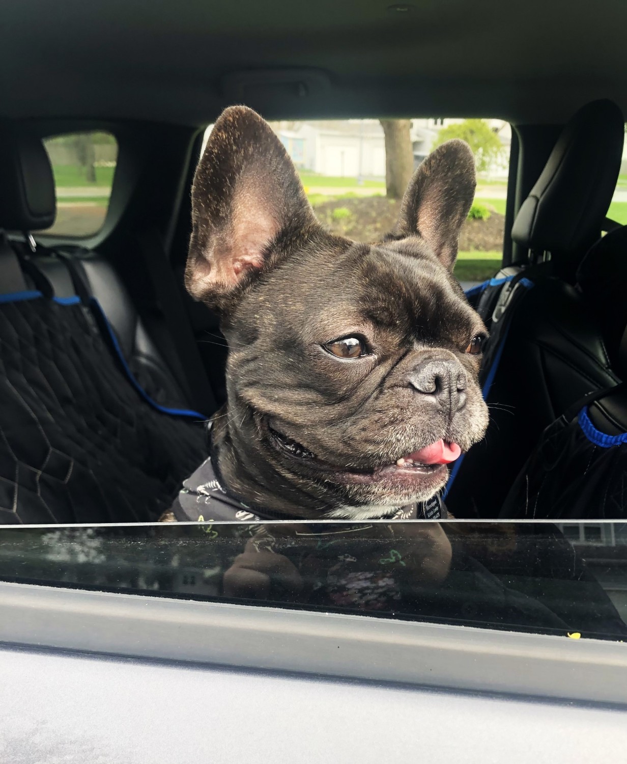 Springs Family Veterinary Hospital Saratoga Springs, NY Home